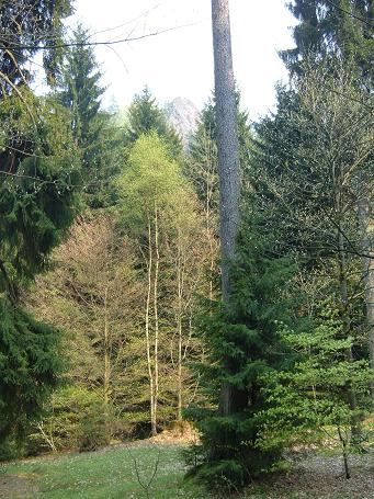 Der Felsen 